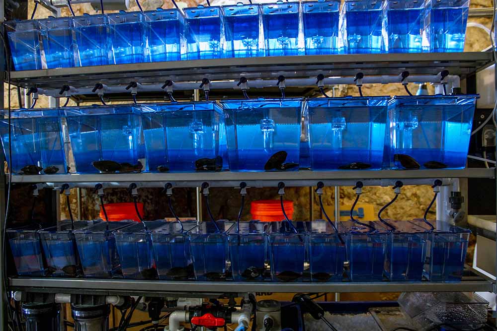 Freshwater Mussel Hatchery